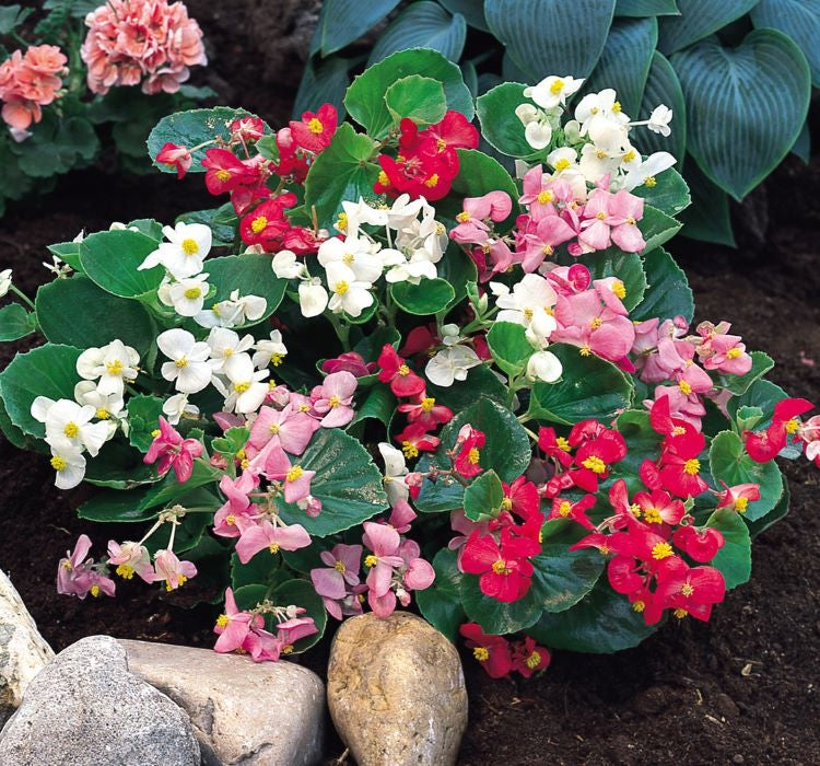 Şeker Begonya Tohumu Banga - Karışık Renkli ( 20 Tohum ) - MegCiTo