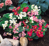 Şeker Begonya Tohumu Banga - Karışık Renkli ( 20 Tohum ) - MegCiTo