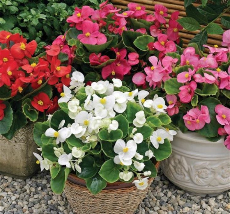 Şeker Begonya Tohumu Banga - Karışık Renkli ( 20 Tohum ) - MegCiTo