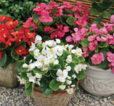 Şeker Begonya Tohumu Banga - Karışık Renkli ( 20 Tohum ) - MegCiTo