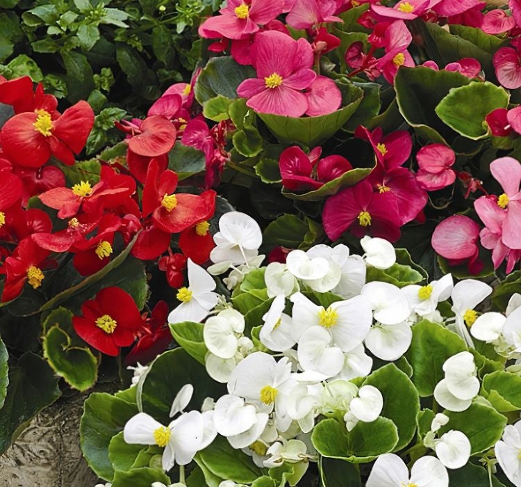 Şeker Begonya Tohumu Banga - Karışık Renkli ( 20 Tohum ) - MegCiTo