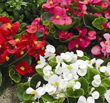 Şeker Begonya Tohumu Banga - Karışık Renkli ( 20 Tohum ) - MegCiTo