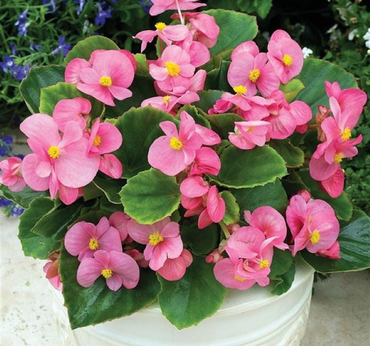 Şeker Begonya Tohumu Banga - Pembe Renkli ( 20 Tohum ) - MegCiTo