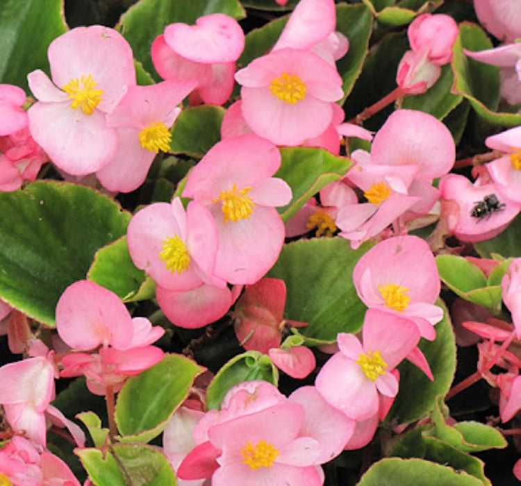 Şeker Begonya Tohumu Banga - Pembe Renkli ( 20 Tohum ) - MegCiTo