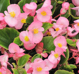 Şeker Begonya Tohumu Banga - Pembe Renkli ( 20 Tohum ) - MegCiTo