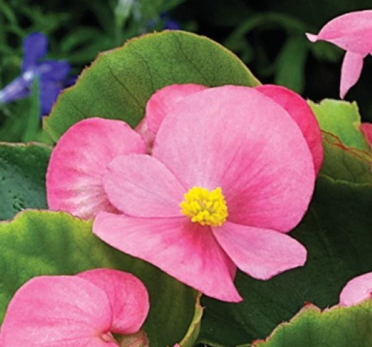 Şeker Begonya Tohumu Banga - Pembe Renkli ( 20 Tohum ) - MegCiTo