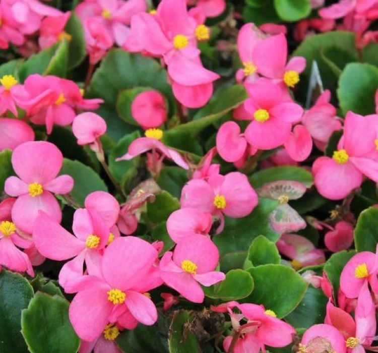 Şeker Begonya Tohumu Banga - Pembe Renkli ( 20 Tohum ) - MegCiTo