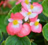 Şeker Begonya Tohumu Banga - Pembe Beyaz Renkli ( 20 Tohum ) - MegCiTo