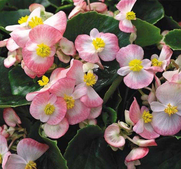 Şeker Begonya Tohumu Banga - Pembe Beyaz Renkli ( 20 Tohum ) - MegCiTo