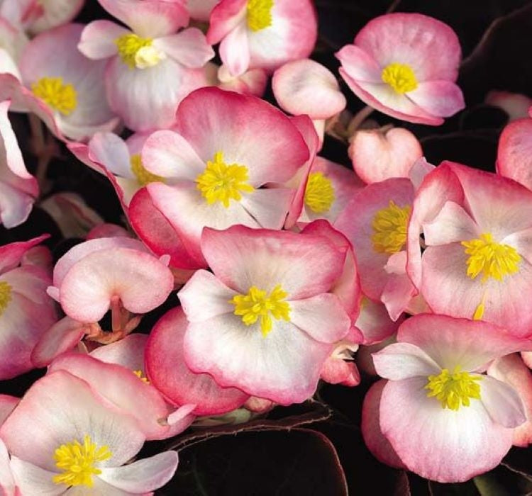 Şeker Begonya Tohumu Banga - Pembe Beyaz Renkli ( 20 Tohum ) - MegCiTo