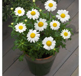 Beyaz Papatya Tohumu ( İri Çiçekli ) - 25 Tohum - MegCiTo