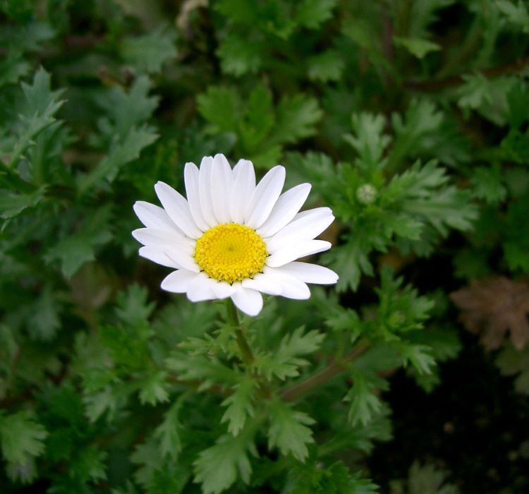 Beyaz Papatya Tohumu ( İri Çiçekli ) - 25 Tohum - MegCiTo