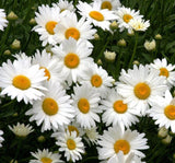 Beyaz Papatya Tohumu ( İri Çiçekli ) - 25 Tohum - MegCiTo