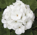 Sardunya Tohumu ( Büyük Top Çiçekli ) Beyaz Renkli - 5 Tohum - MegCiTo