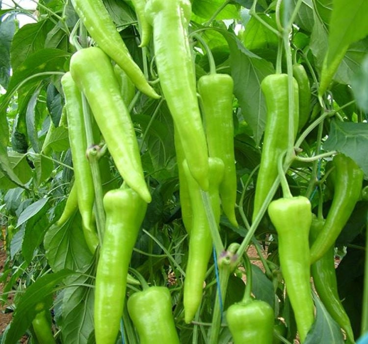 BİBER ÇARLİSTON ( ÇOKLU TOHUM ) - 5 Gram - MegCiTo