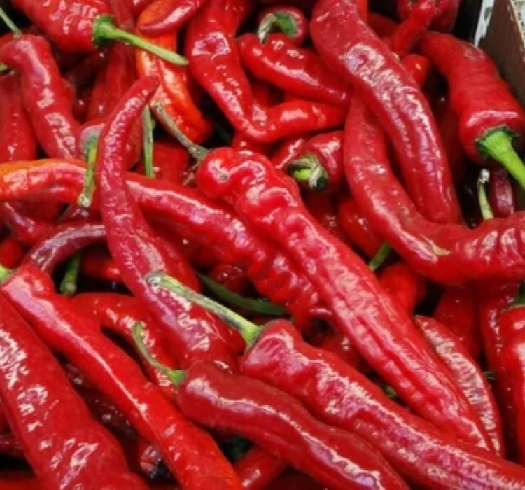 BİBER HATAY ACI ( ÇOKLU TOHUM ) - 5 Gram - MegCiTo