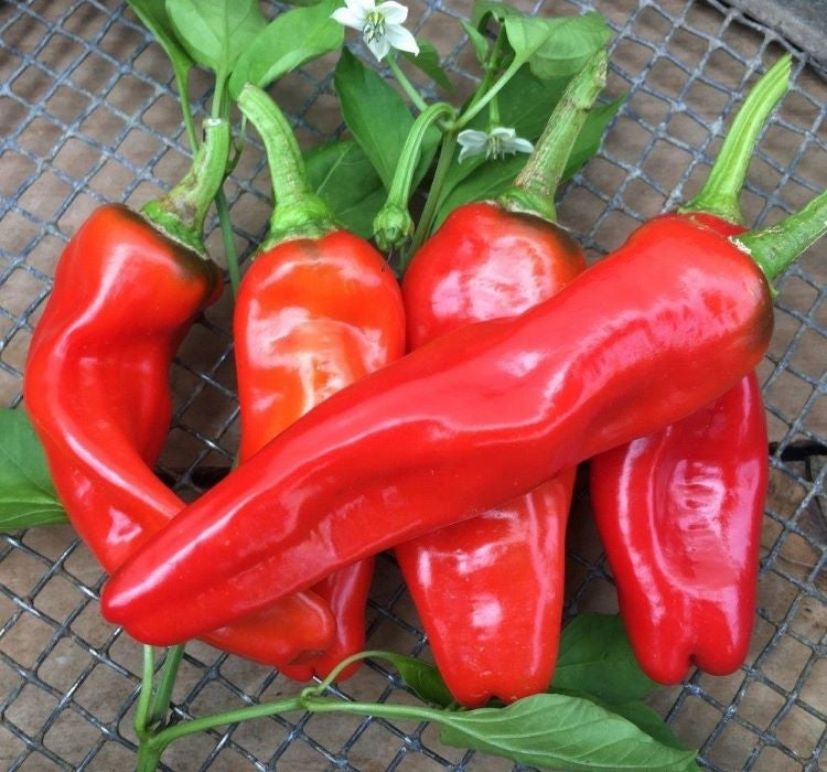 BİBER İSOT ( ÇOKLU TOHUM ) - 5 Gram - MegCiTo