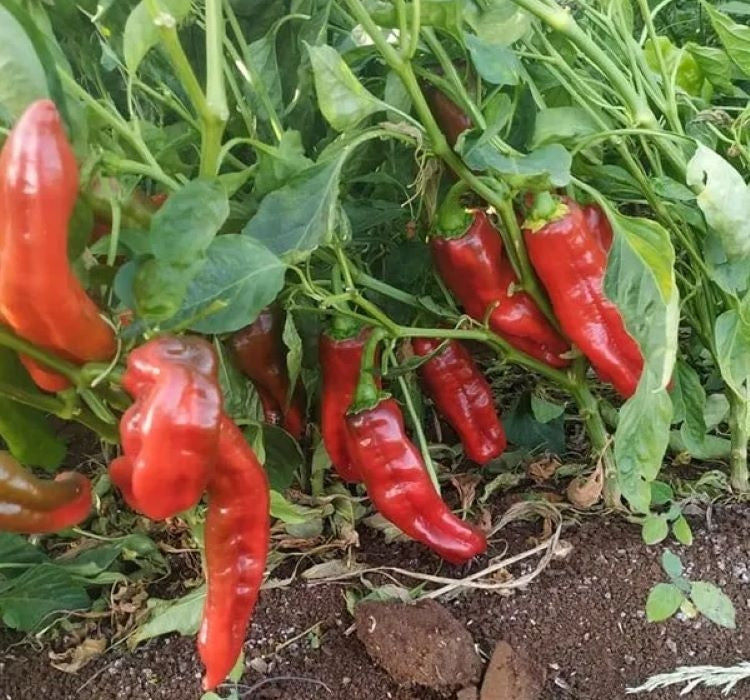 BİBER İSOT ( ÇOKLU TOHUM ) - 5 Gram - MegCiTo