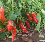 BİBER İSOT ( ÇOKLU TOHUM ) - 5 Gram - MegCiTo