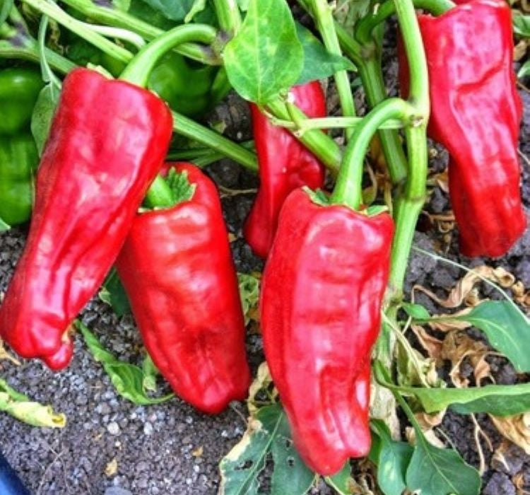 BİBER İSOT ( ÇOKLU TOHUM ) - 5 Gram - MegCiTo