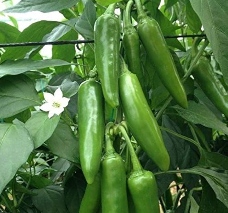 BİBER JALEPONE ( ÇOKLU TOHUM ) - 3 Gram - MegCiTo