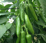 BİBER JALEPONE ( ÇOKLU TOHUM ) - 3 Gram - MegCiTo