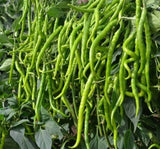 BİBER KIL ACI ( ÇOKLU TOHUM ) - 5 Gram - MegCiTo