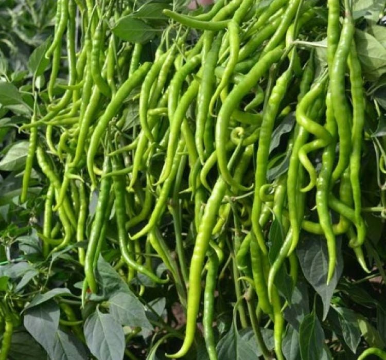 BİBER KIL ACI ( ÇOKLU TOHUM ) - 5 Gram - MegCiTo