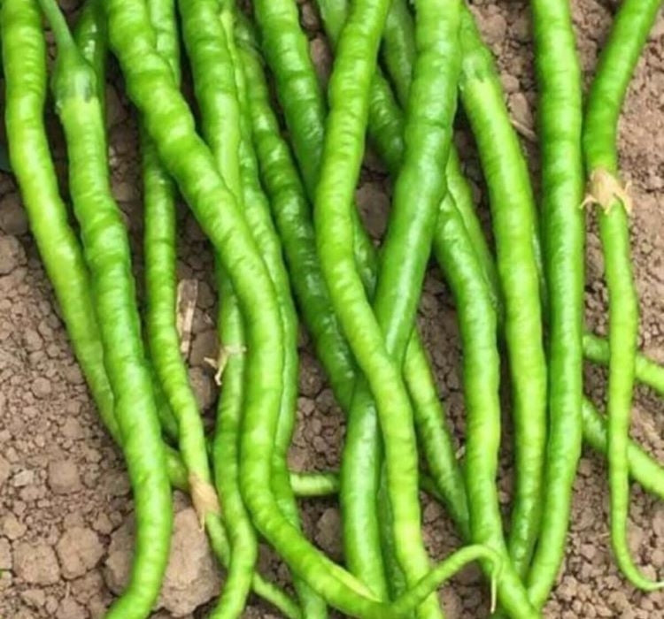 BİBER KIL TATLI ( ÇOKLU TOHUM ) - 5 Gram - MegCiTo