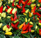 BİBER BİBERİYE (SARI KONİK) ( ÇOKLU TOHUM ) - 3 Gram - MegCiTo