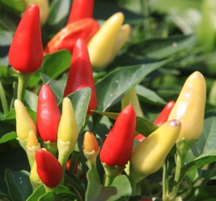 BİBER BİBERİYE (SARI KONİK) ( ÇOKLU TOHUM ) - 3 Gram - MegCiTo