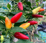 BİBER BİBERİYE (SARI KONİK) ( ÇOKLU TOHUM ) - 3 Gram - MegCiTo