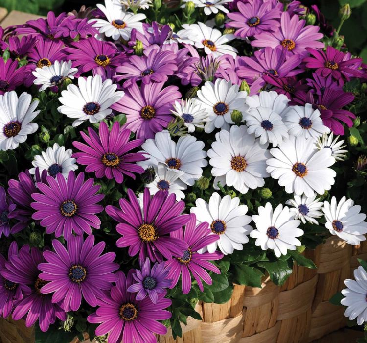 Bodrum Papatyası Tohumu ( Kısa Boylu ) Karışık Renkli - 5 Tohum - MegCiTo