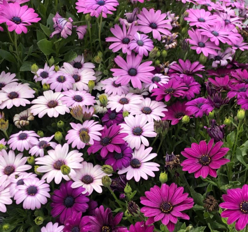 Bodrum Papatyası Tohumu ( Kısa Boylu ) Karışık Renkli - 5 Tohum - MegCiTo