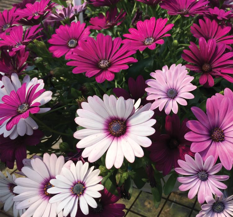 Bodrum Papatyası Tohumu ( Kısa Boylu ) Karışık Renkli - 5 Tohum - MegCiTo