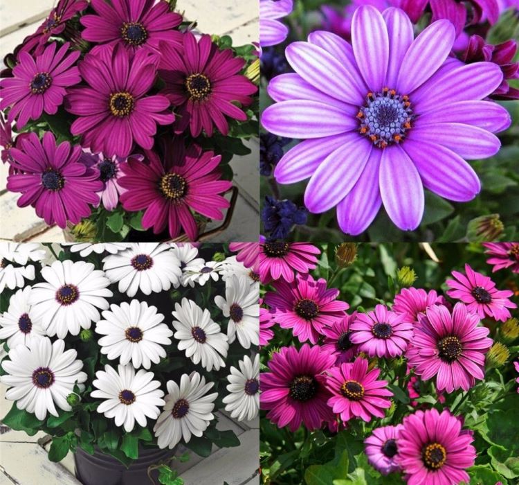 Bodrum Papatyası Tohumu ( Kısa Boylu ) Karışık Renkli - 5 Tohum - MegCiTo