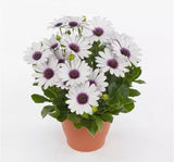 Bodrum Papatyası ( Kalıcı Çok Çiçeklenen ) Beyaz Mor Gözlü Renkli - 5 Tohum - MegCiTo