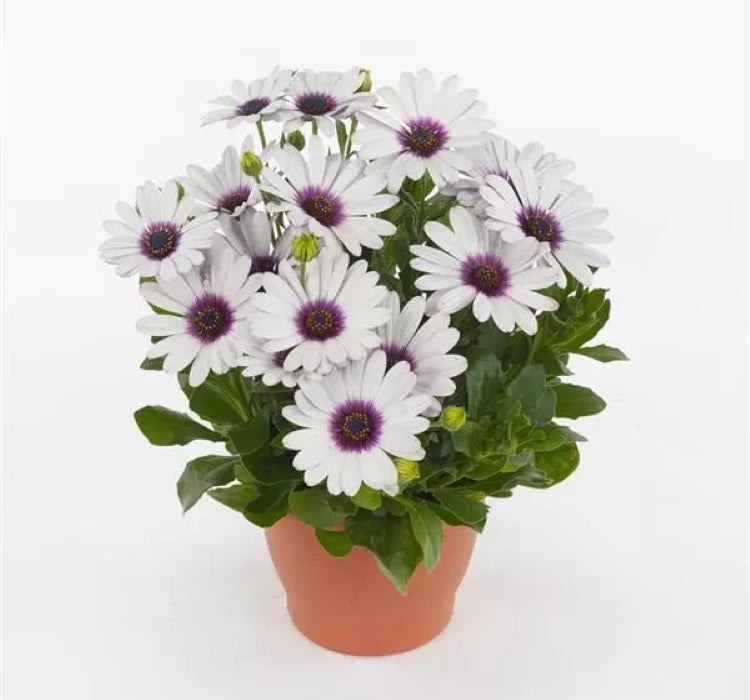 Bodrum Papatyası ( Kalıcı Çok Çiçeklenen ) Beyaz Mor Gözlü Renkli - 5 Tohum - MegCiTo