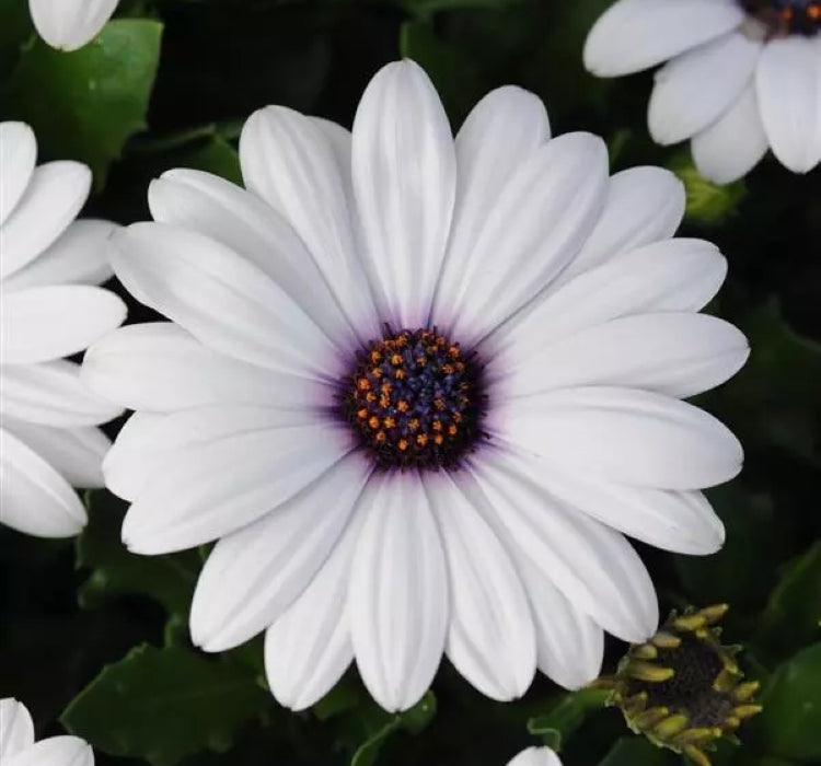 Bodrum Papatyası ( Kalıcı Çok Çiçeklenen ) Beyaz Mor Gözlü Renkli - 5 Tohum - MegCiTo