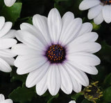 Bodrum Papatyası ( Kalıcı Çok Çiçeklenen ) Beyaz Mor Gözlü Renkli - 5 Tohum - MegCiTo