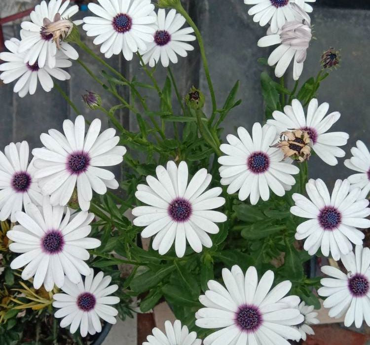 Bodrum Papatyası ( Kalıcı Çok Çiçeklenen ) Beyaz Mor Gözlü Renkli - 5 Tohum - MegCiTo