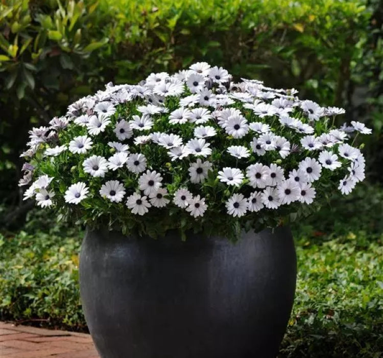 Bodrum Papatyası ( Kalıcı Çok Çiçeklenen ) Beyaz Mor Gözlü Renkli - 5 Tohum - MegCiTo