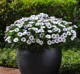 Bodrum Papatyası ( Kalıcı Çok Çiçeklenen ) Beyaz Mor Gözlü Renkli - 5 Tohum - MegCiTo