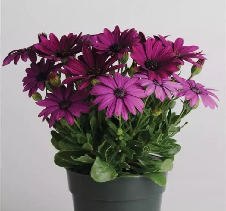 Bodrum Papatyası ( Kalıcı Çok Çiçeklenen ) Mor Renkli - 5 Tohum - MegCiTo