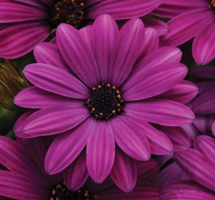 Bodrum Papatyası ( Kalıcı Çok Çiçeklenen ) Mor Renkli - 5 Tohum - MegCiTo