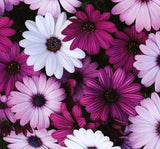 Bodrum Papatyası ( Kalıcı Çok Çiçeklenen ) Mor Renkli - 5 Tohum - MegCiTo