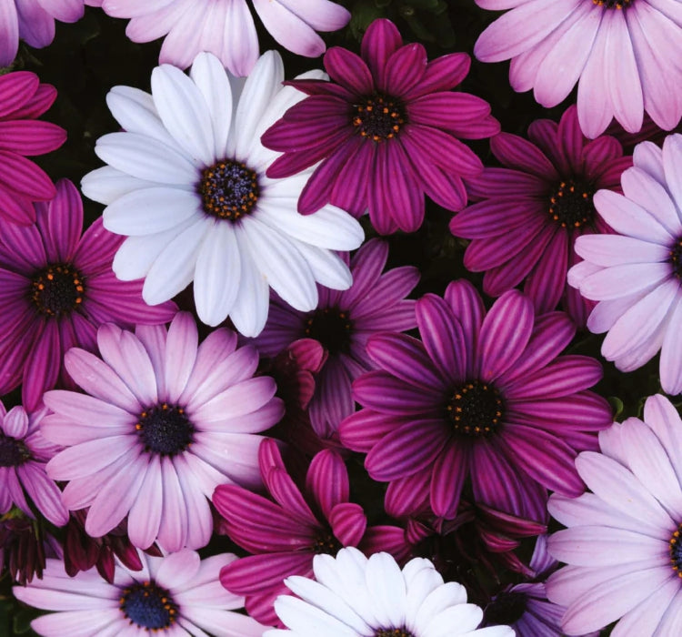 Bodrum Papatyası ( Kalıcı Çok Çiçeklenen ) Mor Renkli - 5 Tohum - MegCiTo