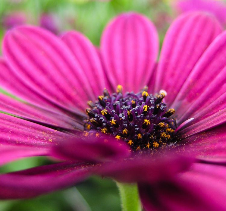 Bodrum Papatyası ( Kalıcı Çok Çiçeklenen ) Mor Renkli - 5 Tohum - MegCiTo