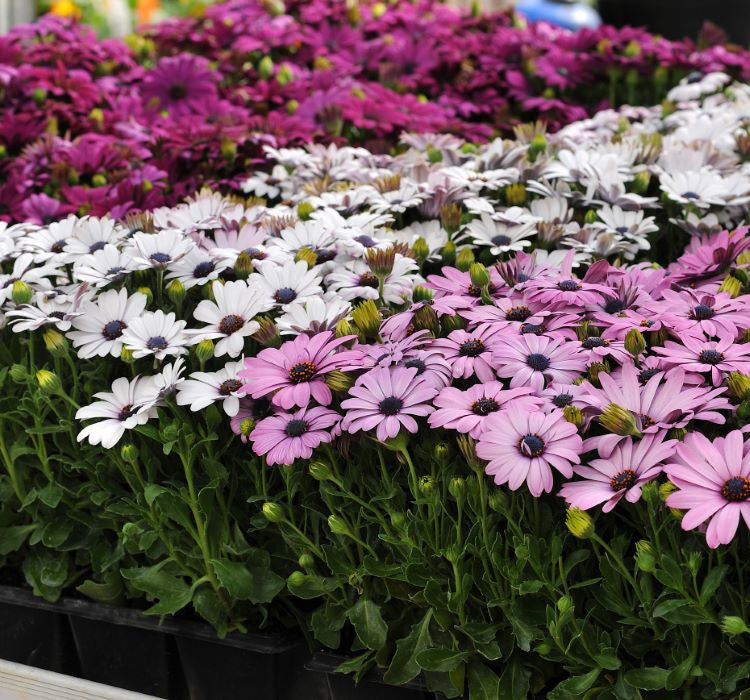 Bodrum Papatyası ( Kalıcı Çok Çiçeklenen ) Sarı, Pembe Renkli - 5 Tohum - MegCiTo