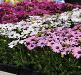 Bodrum Papatyası ( Kalıcı Çok Çiçeklenen ) Sarı, Pembe Renkli - 5 Tohum - MegCiTo